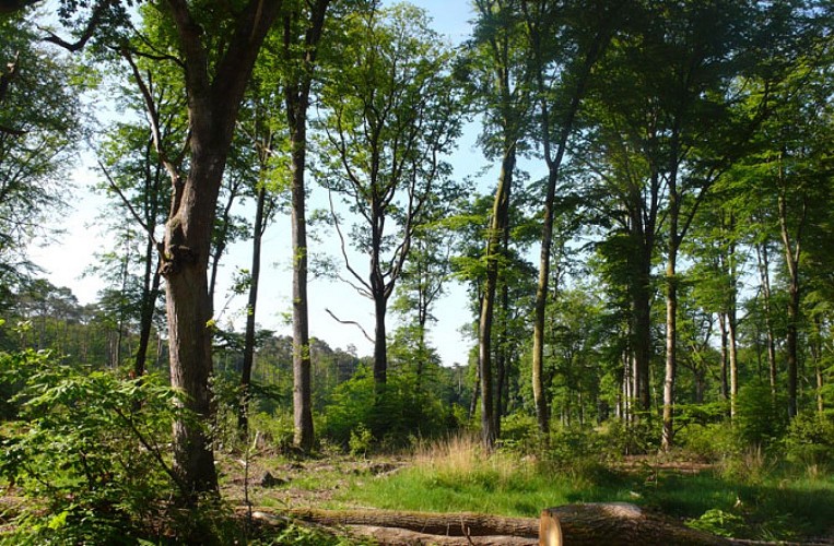 Forêt Domaniale de Rennes