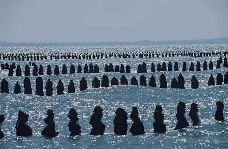 Les Bouchots à moules