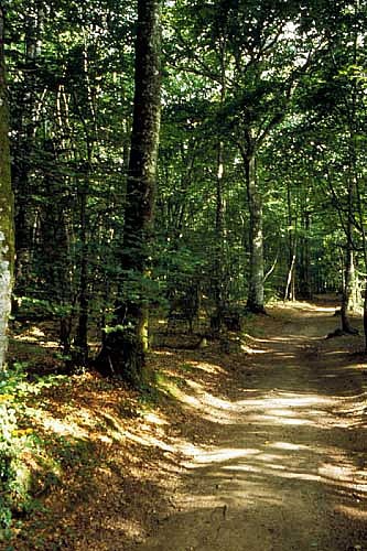 Forêt Domaniale du Mesnil