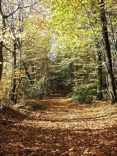 Forêt Domaniale du Mesnil