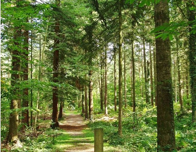 Forêt de Montfort-sur-Meu Petite Cité de Caractère Bretagne Brocéliande ©office de tourisme Lac de Trémelin