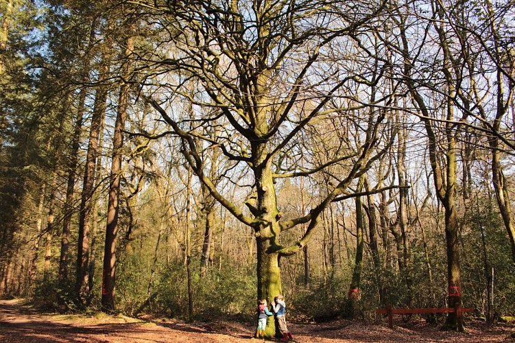 Forêt de Montfort-sur-Meu