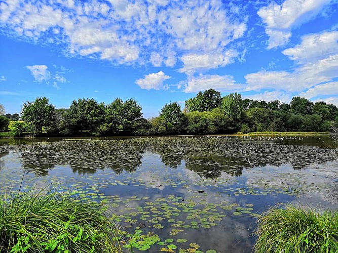 Etang de Blavon Bédée 