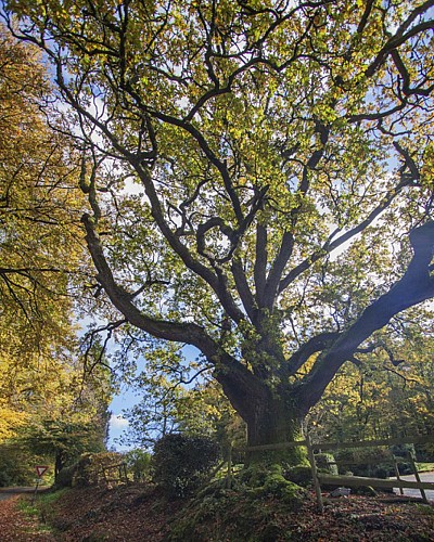 Chêne Anatole Le Braz © OT Brocéliande