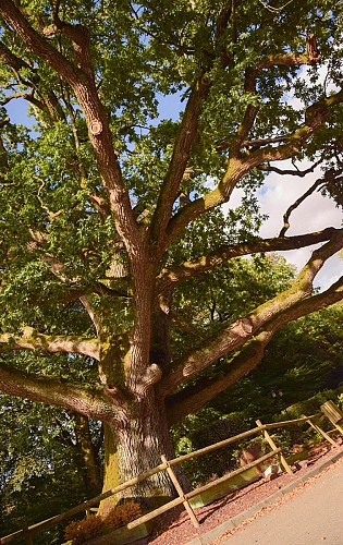 Chêne d'Anatole Le Braz_Plélan le Grand