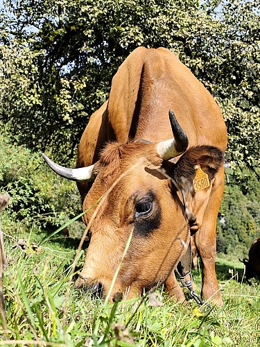 La fattoria Abérieux