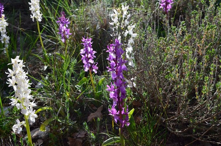 L'Orchis mâle (Orchis mascula) violette et blanche
