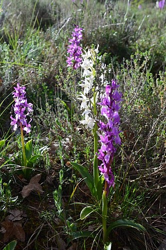 L'Orchis mâle (Orchis mascula)
