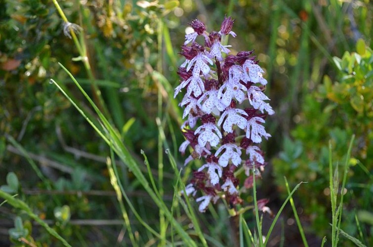 L'Orchis pourpre (Orchis purpurea)