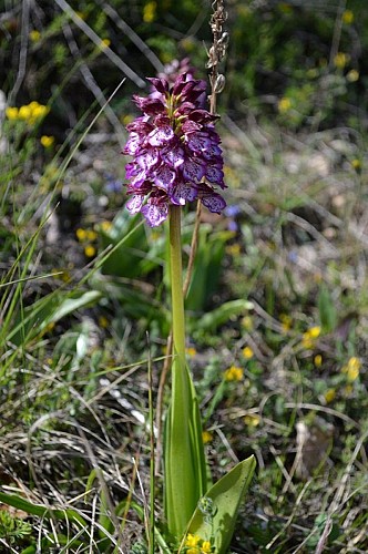 L'Orchis pourpre