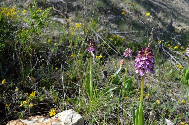 L'Orchis pourpre (Orchis purpurea)