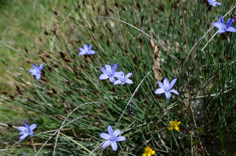 L'aphyllante de Montpellier (Aphyllanthes monspeliensis)