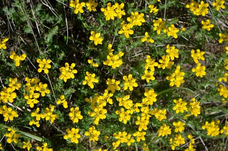 Genêt d'Espagne (Genista hispanica)