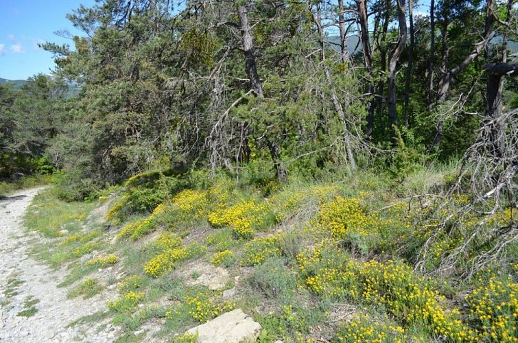 Genêt d'Espagne (Genista hispanica) en bordure de piste