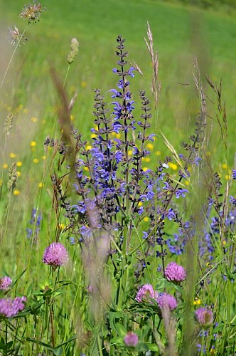 Sauge des Près entourée de Trèfle des prés (Trifolium pratense)