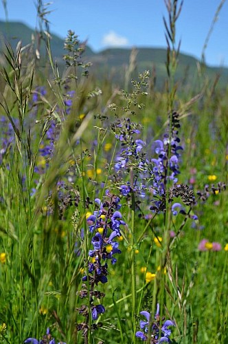 Sauge des Près (Salvia pratensis)