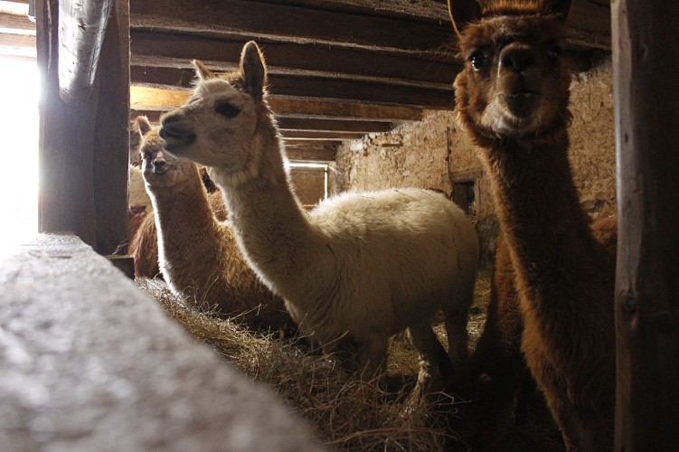 Photo des Alpagas