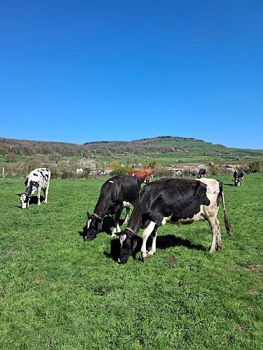 Les vaches entrain de pâturer