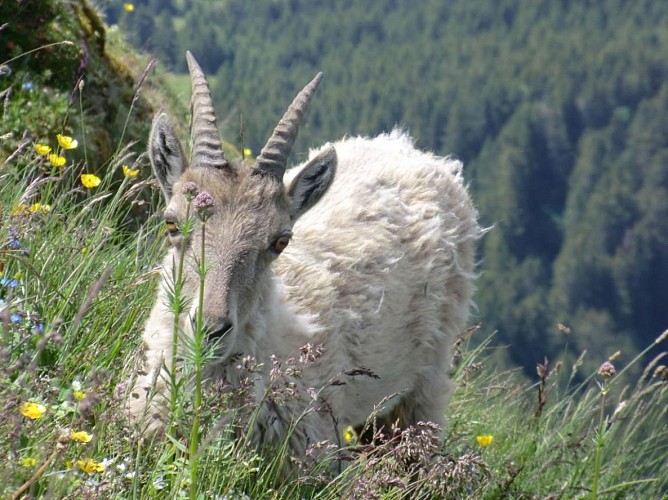 Refuge de la Dent d'Oche