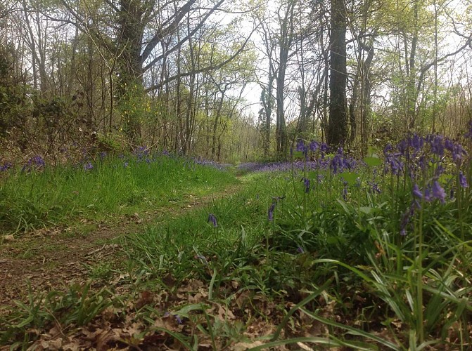 Entrée dans le sous-bois
