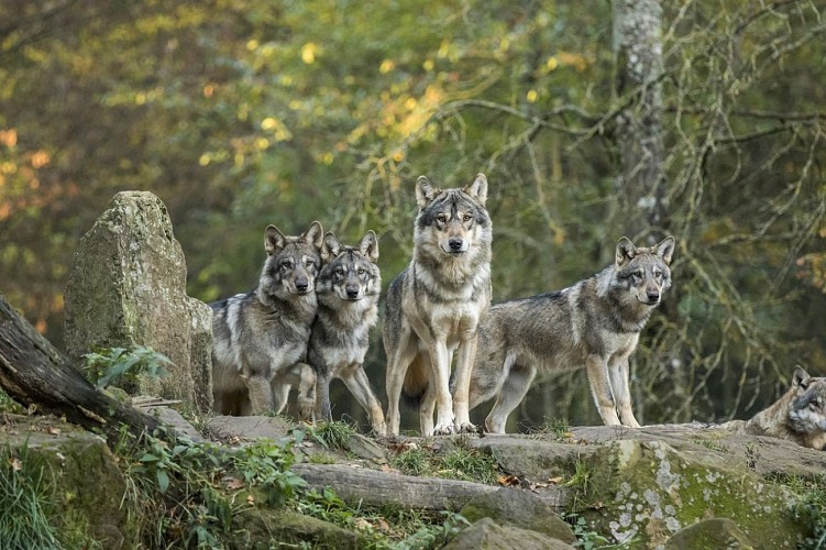Meute de loups gris d'Europe
