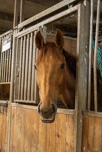 Balade à cheval - Centre Equestre Bel Air