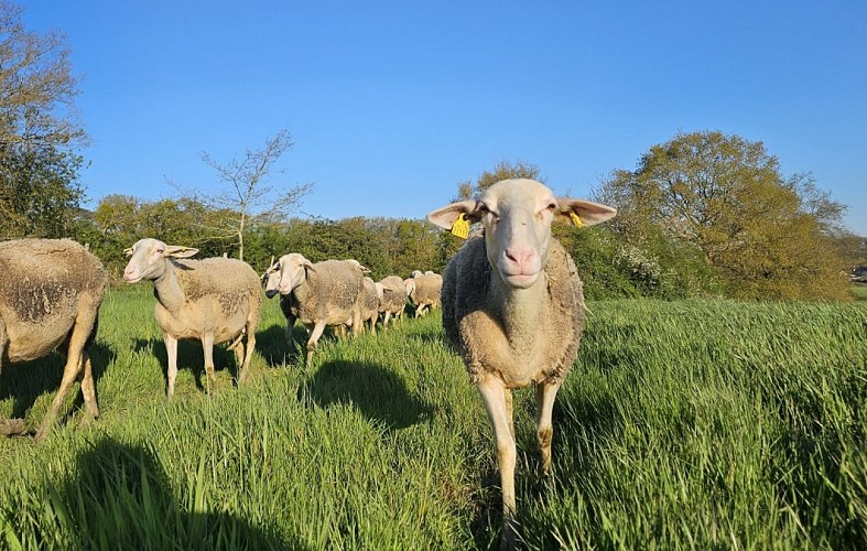 La Ferme des Belles Bêtes