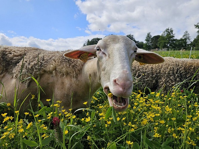 La Ferme des Belles Bêtes