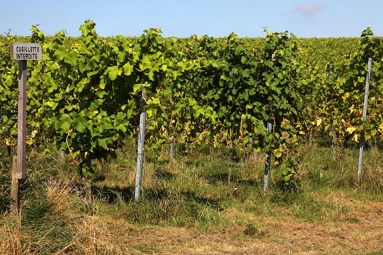 Vignes-domaine-vin-de-liege