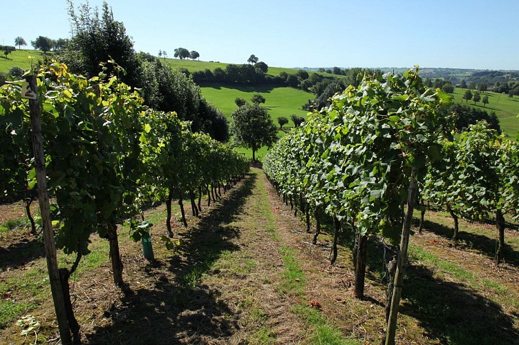 Domaine Les Marnières - Dalhem - Pieds de vignes