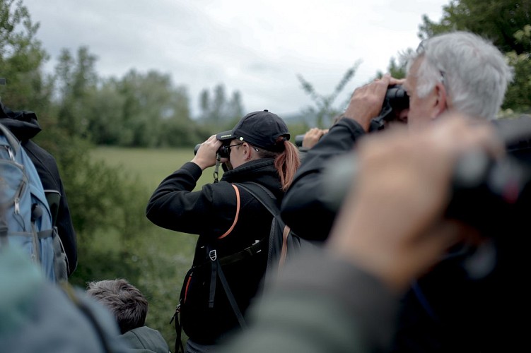 Observer les oiseaux avec Myriam en Calestienne