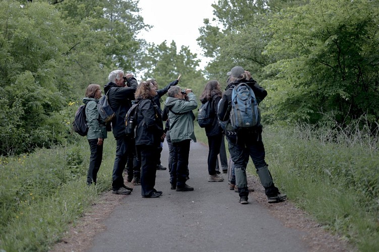 Observer les oiseaux avec Myriam en Calestienne