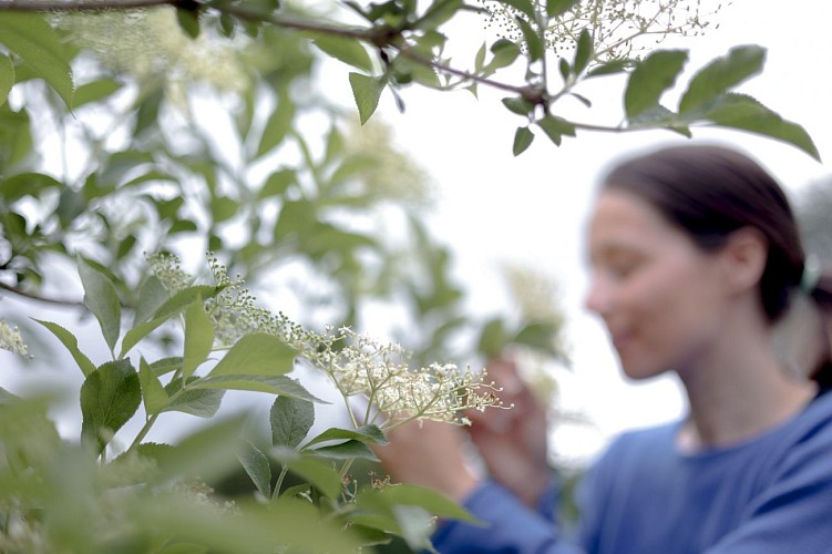 Créez vos eaux florales avec Isabelle