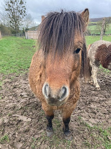 Ferme-du-far-west-aux-autruches-2021