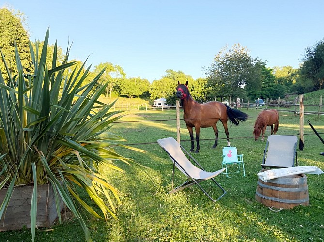chevaux dans le pré
