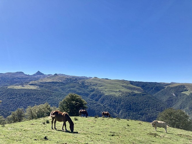 Détente à Issarbe, vue sur le Pic d'Anie