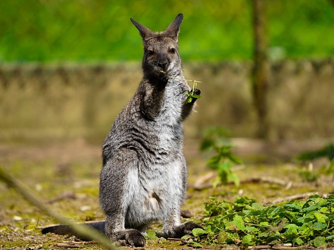 Dancourt Ferme Far West (46)