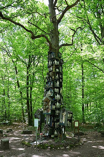 Le Chêne à la Vierge, forêt de La Guerche-de-Bretagne 3