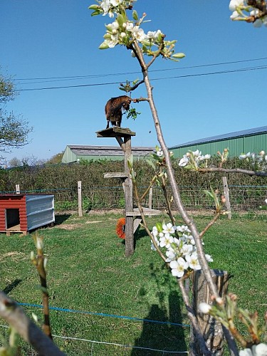 Le Pré du Beugnon (4 - 6 personnes)