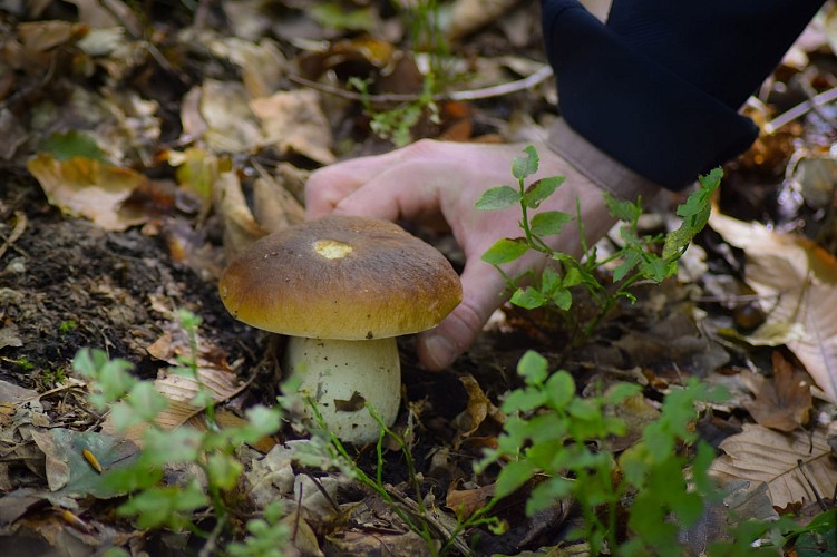 Champignons forêt Grimbosq