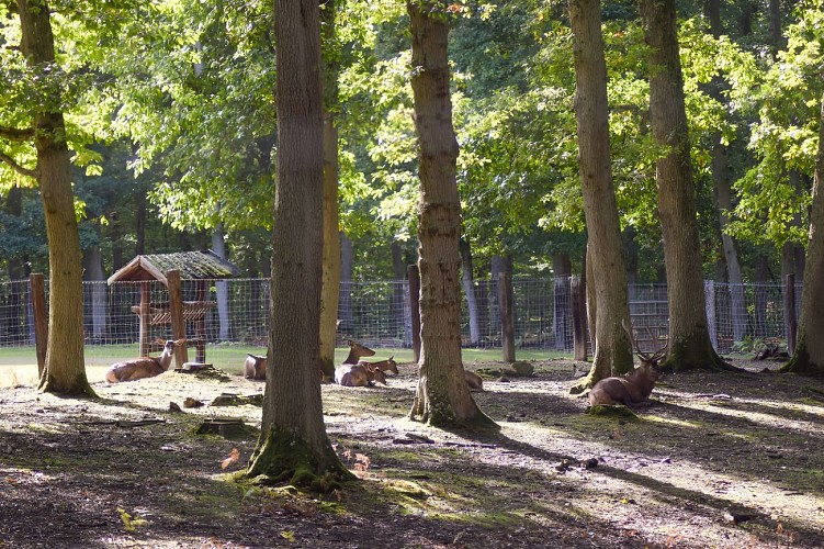 Parc animalier forêt de Grimbosq