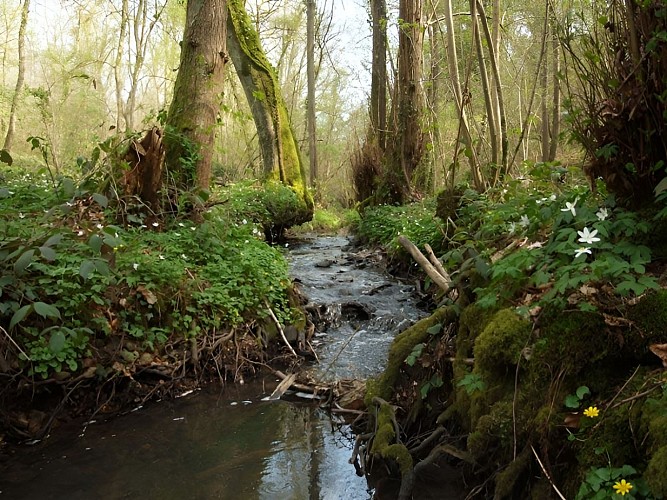 Ruisseau-Grande-Vallée-Joël
