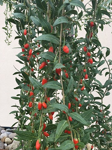 Plantation de baie de goji - Val de Guéblange