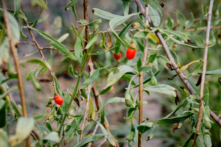 Baies de Goji - Val de Guéblange