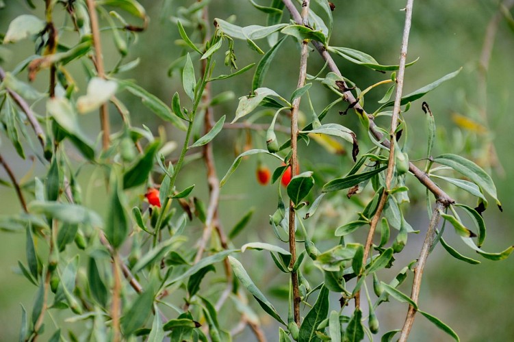 Baies de Goji - Val de Guéblange