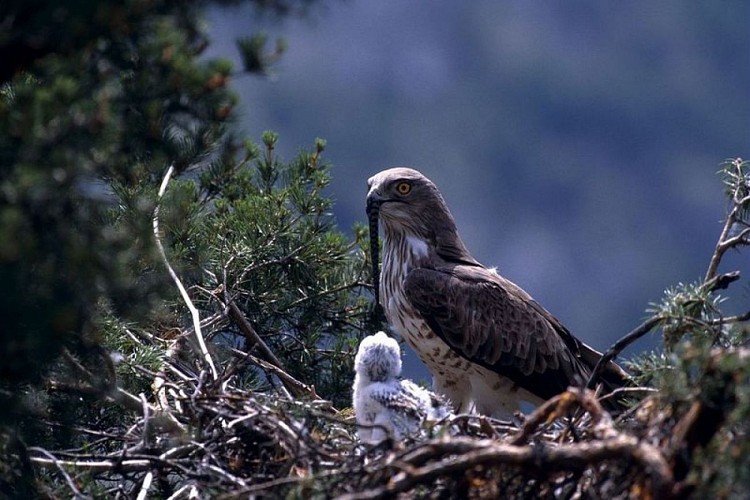 Circaète Jean le Blanc rapportant un serpent au nid