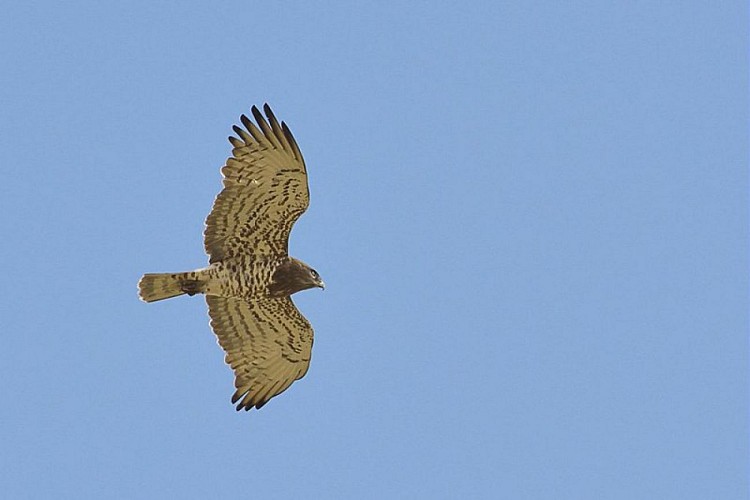 Circaète Jean le Blanc en vol