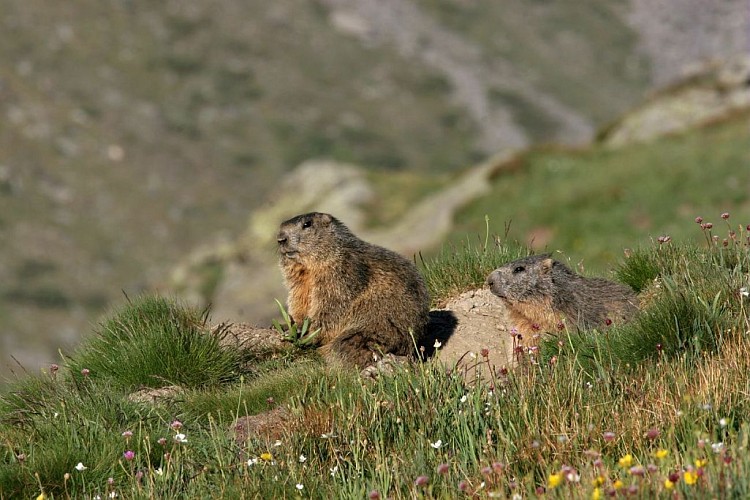 Parc National des Ecrins