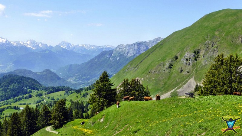Col de Plan du Tour (1650 m)