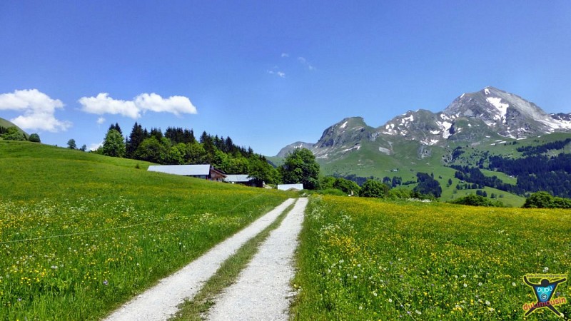 Route des Pézières (1290 m)